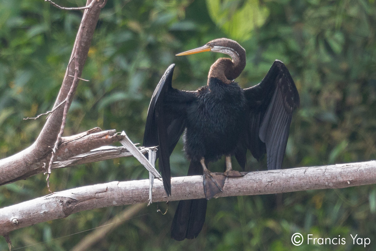 Anhinga melanogaster